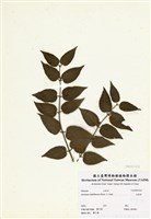 藏品(毛茉莉)的圖片